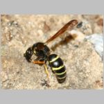 Gymnomerus laevipes - Lehmwespe 01c 12mm beim Lehmholen - OS-Wallenhorst-Tongrube.jpg